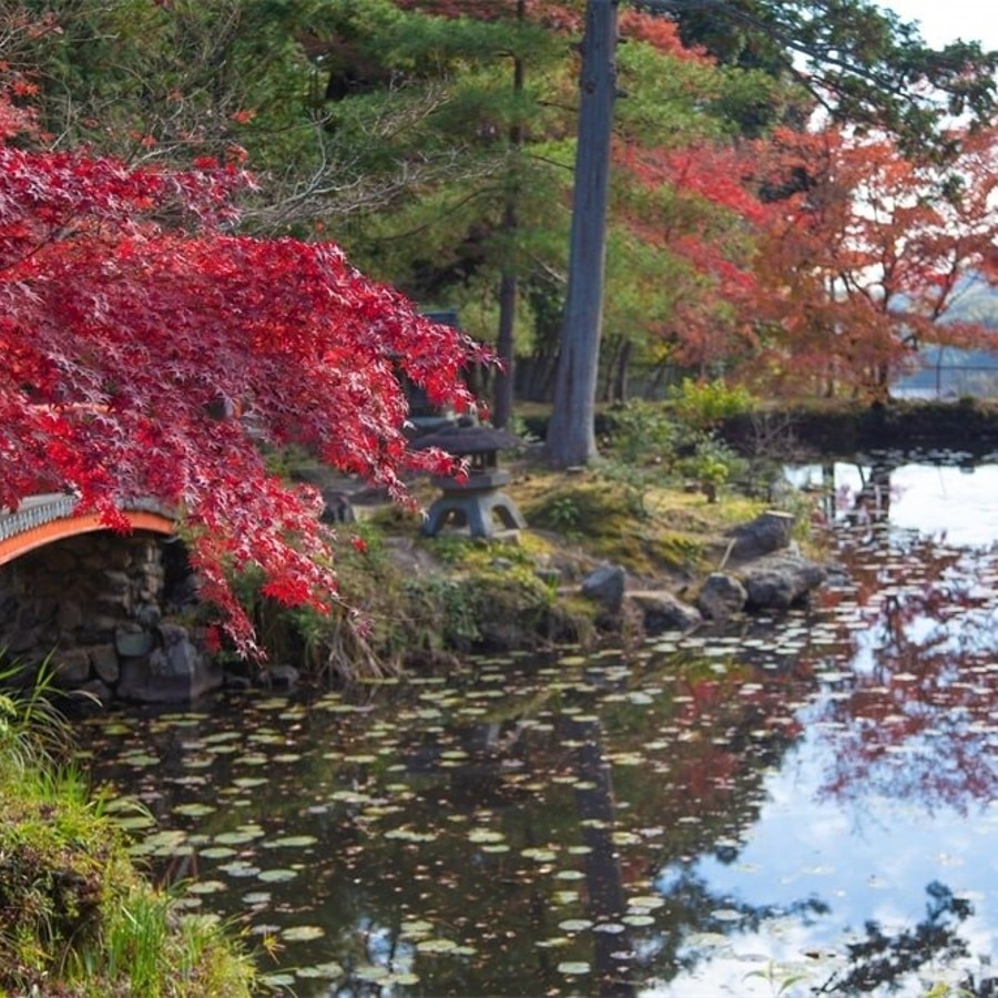 西京の「モネの睡蓮」とも呼ばれる鯉沢の池。名画と良く似た風景は絶好の撮影スポット