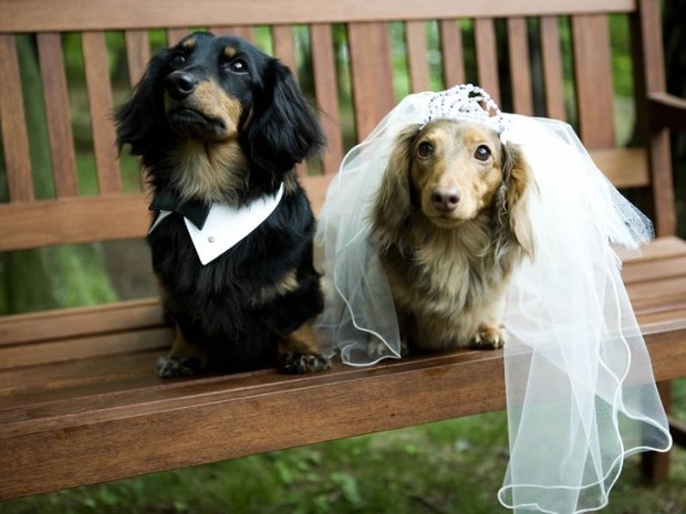愛犬 ペットと一緒に結婚式ができる結婚式場特集 マイナビウエディング