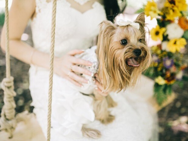 愛犬 ペットと一緒に結婚式ができる結婚式場特集 マイナビウエディング