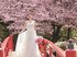 2020年3月28日(土)開催！　ホテルニューオータニの『春爛漫！　ハーフコーステイスティング付きお花見グルメフェア』