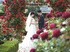 レッドローズガーデン開園20周年記念！　真紅のバラ3万輪に包まれる限定ウエディングプラン『Romantic Red Rose』登場