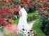 【5/30（日）限定】ホテルニューオータニが誇る3万輪の薔薇が一面に咲き誇るガーデン見学と感動の挙式体験を