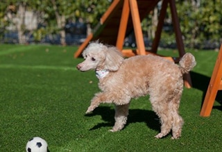 ホテル椿山荘東京で愛犬と撮影できるウエディングフォトプランが誕生 わんちゃんと泊まれる宿泊プランもパワーアップ ウェディングの最新情報をお届け ブライダルニュース マイナビウエディング