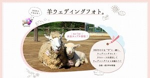 14年の新婚さんにぴったり 年賀状に 羊ウエディングフォト はいかが ウェディングの最新情報をお届け ブライダルニュース マイナビウエディング