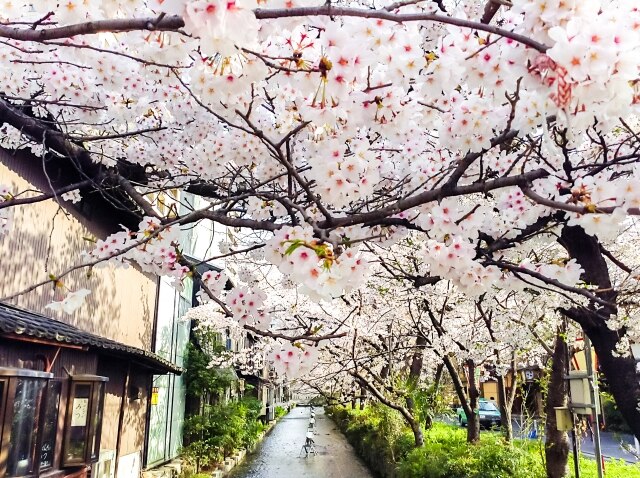 関西版 桜が楽しめる結婚式場特集 マイナビウエディング