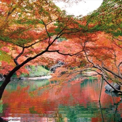 11月から12月にかけて訪れる紅葉シーズン。美しい彩りが日本ならではの情緒を感じ