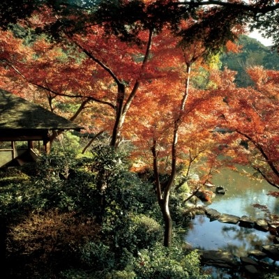 <br>【庭】日本庭園/秋