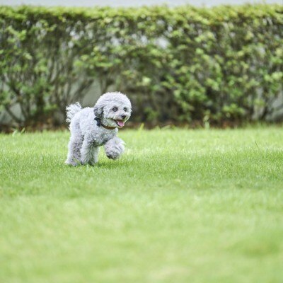 <br>【付帯設備】【ペットウエデイング】「愛犬と一緒に結婚式をしたい」というお声に応えた、ペットと一緒のウエディング