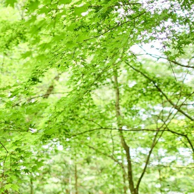 <br>【挙式】【チャペル前ガーデン】アフターセレモニーもOK！　軽井沢の森に囲まれた空間