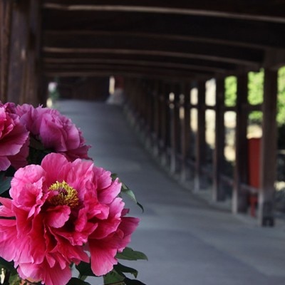 神事の舞台にもなる300mの廻廊で撮影を。ぼたん、紫陽花、季節の花が彩りを添える<br>【挙式】吉備津神社