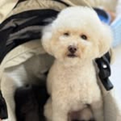 <br>【挙式】リングドッグ