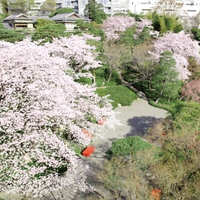 満開の桜の元で撮る記念写真は特別な想い出になる<br>【庭】日本庭園/春