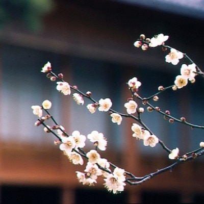 庭園の梅は春の訪れを感じさせる<br>【庭】日本庭園/冬