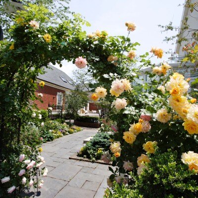 春のガーデンを彩るのは　色とりどりの香り高いバラの花々<br>【庭】ガーデン