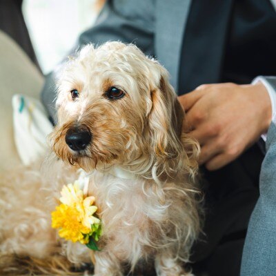 <br>【ドレス・和装・その他】【愛犬と一緒に結婚式】大切な家族の一員と挙式×パーティを叶える♪