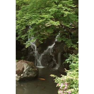 日本庭園に静かに流れる滝と池に泳ぐ色とりどりの鯉