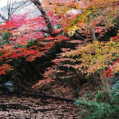秋になると紅葉のグラデーションも至る所に。日本ならではの四季がふたりを祝福<br>【庭】森厳なる明治神宮の杜