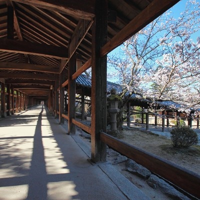 桜に彩られる春の回廊。季節と名建築、一期一会の風情が結婚式をより印象的なものに<br>【挙式】吉備津神社