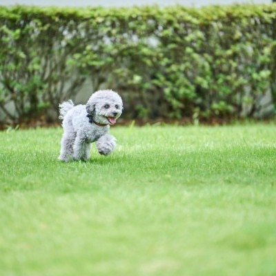 <br>【付帯設備】ペットも一緒に！「愛犬と一緒に」という願いに応える、家族みんな一緒のウエディング