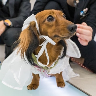  <br>【挙式】【ペットとの挙式】大切な家族の一員★ペットとの結婚式も