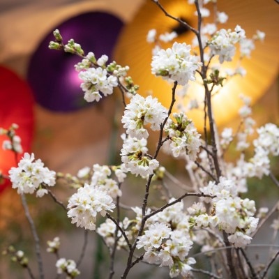 季節の桜を使った会場装飾