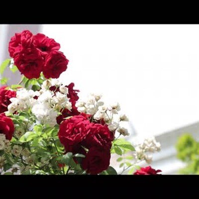 【春婚♡】緑が芽吹きバラが祝福する素敵な季節にHAPPY WEDDING!