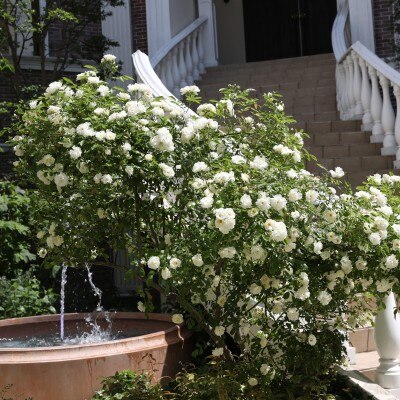 春は大階段の両側に白いバラが咲くスペシャルシーズン✿