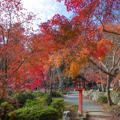 真っ赤に色づく秋の景色は、自然からの贈りもの。紅葉のトンネルにゲストも感激しそう<br>【庭】自然豊かな境内