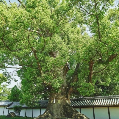 <br>【庭】深緑につつまれた境内