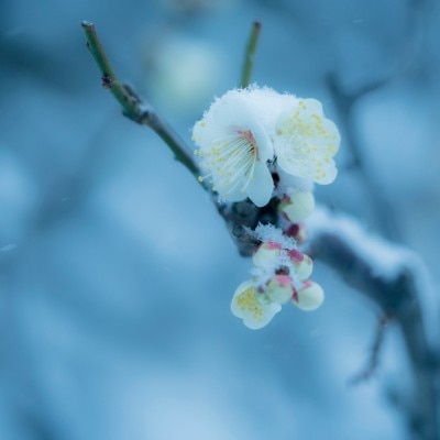 <br>【庭】日本庭園/冬
