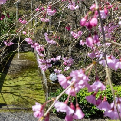 <br>【庭】紫水苑の自然豊かな庭園