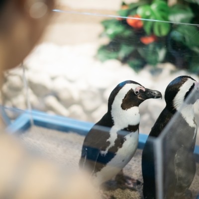 <br>【挙式】サンシャイン水族館 挙式