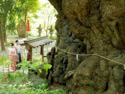 御神木の大楠は、日本屈指のパワースポット！　心願成就や健康長寿の御利益が有名