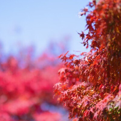 紅葉の時期は敷地内が一気に色づき、敷地内に居ながらフォトスポット<br>【庭】ガーデン