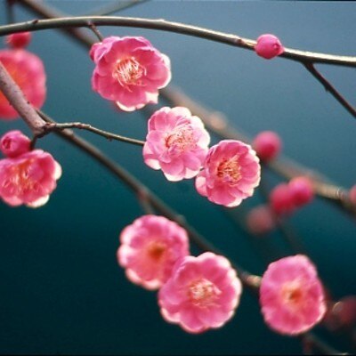ピンクに色づく梅から初春を感じて<br>【庭】日本庭園/冬