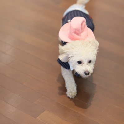 <br>【ドレス・和装・その他】家族の一員、愛犬とのウエディング！