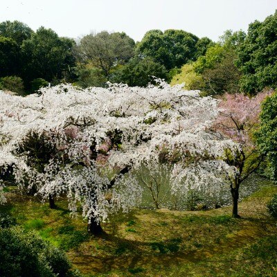 春は見事な枝垂桜も見られる御苑。早く着きすぎたゲストには散策を楽しんでもらっても