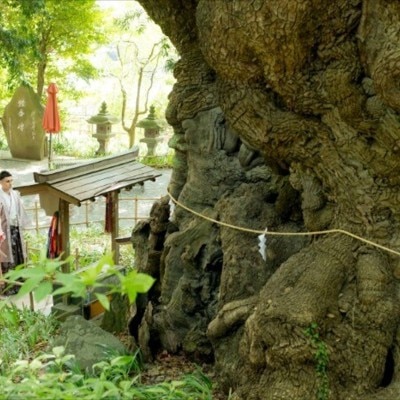 <br>【庭】【有名パワースポット】樹齢2000年を超える神木！