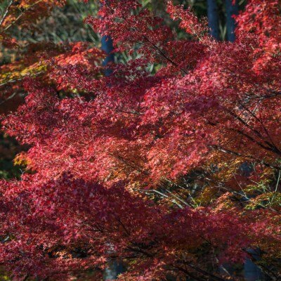 <br>【庭】紫水苑の自然豊かな庭園