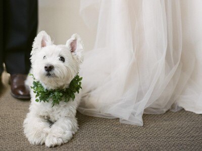 愛犬との結婚式が叶う「ドッグ ラバーズ ウエディング」