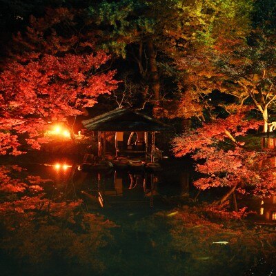 紅葉の庭園ライトアップは昼とは違った幻想的な表情を見せる<br>【庭】日本庭園/秋