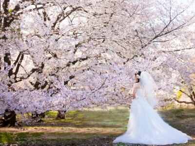 砧公園は桜の名所。春は、桜の淡いピンクと純白のドレスが幻想的な一枚をぜひ残して