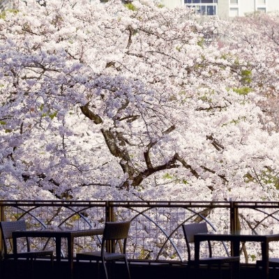 テラスからは満開の桜を望むことが出来る