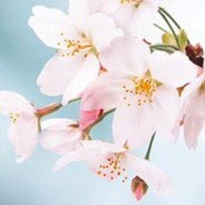 NIWAKA（にわか）：初桜　人気の俄の桜をモチーフにした結婚指輪