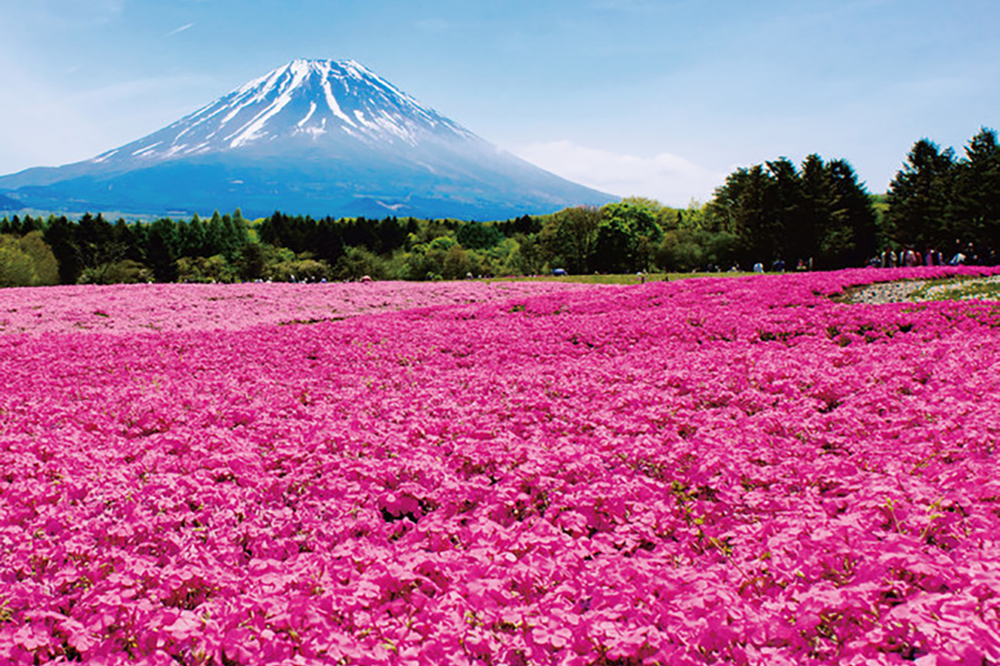 富士芝桜まつり