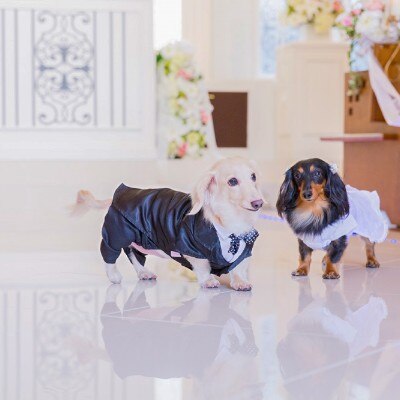 愛犬にも、リングドッグや立会犬のお役目を。笑顔あふれるセレモニーになりそう			